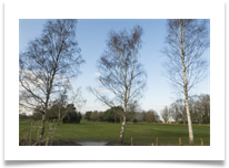 Birches - Denis McAllister